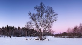 January 2011 wallpaper