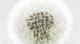 July 2011 wallpaper