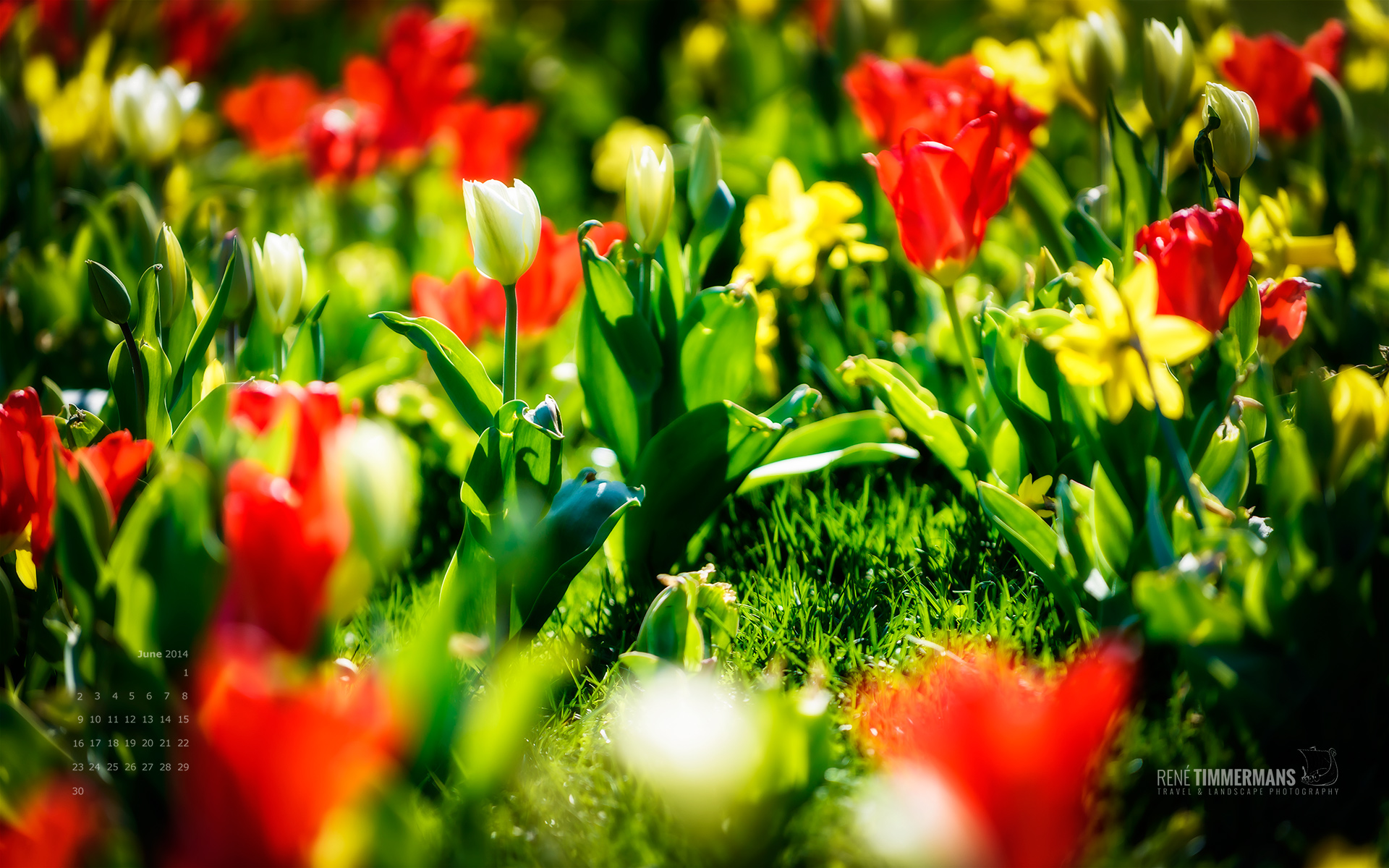 June 2014 Free Desktop Calendar Wallpaper Ren Timmermans Photography