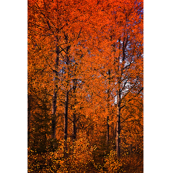 DSC_1165_2