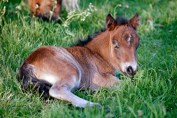 Furunäs Yvonne is born!