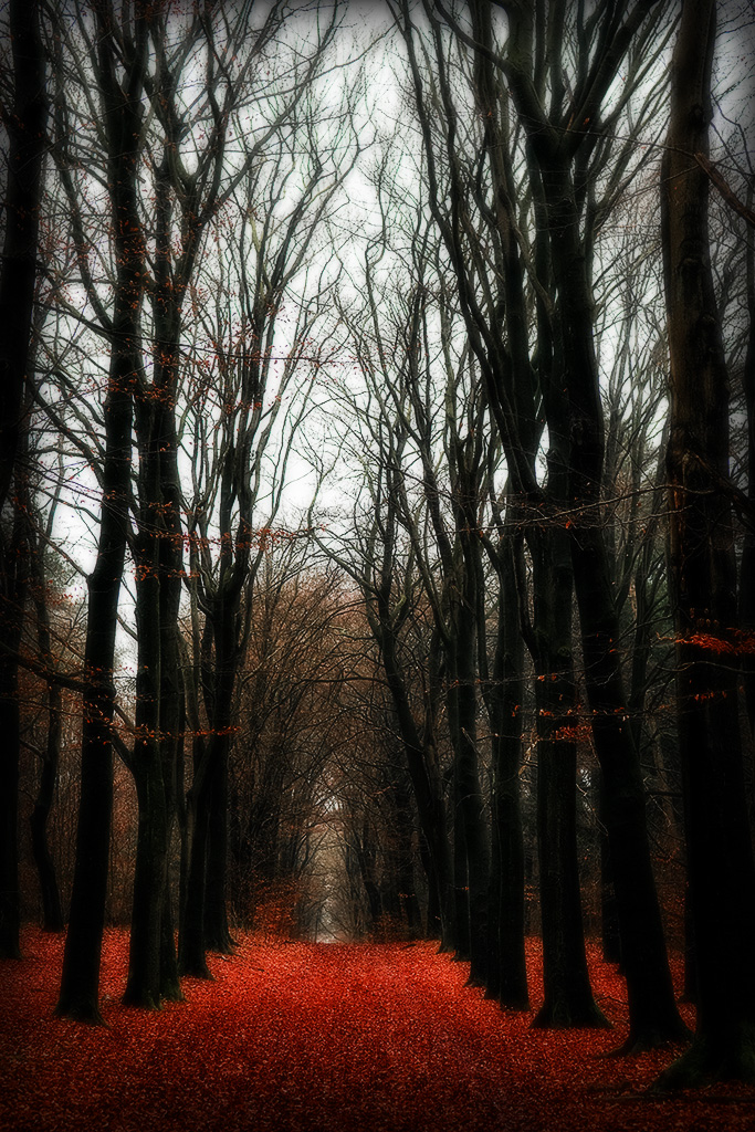 Bergher forest in Zeddam, the Netherlands