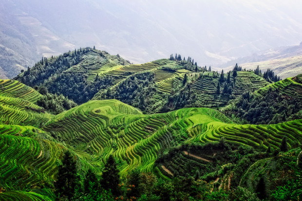 Rice fields at Pingan Longshen