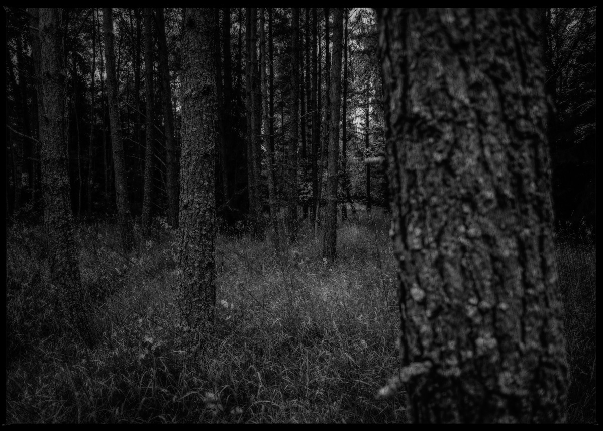 Dark Forest